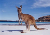 /album/fotogaleria/western-australia-kangaroo-beach-jpg1/